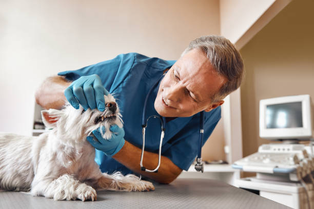 Best Emergency Treatment for Dental Infections or Abscesses in Hazardville, CT